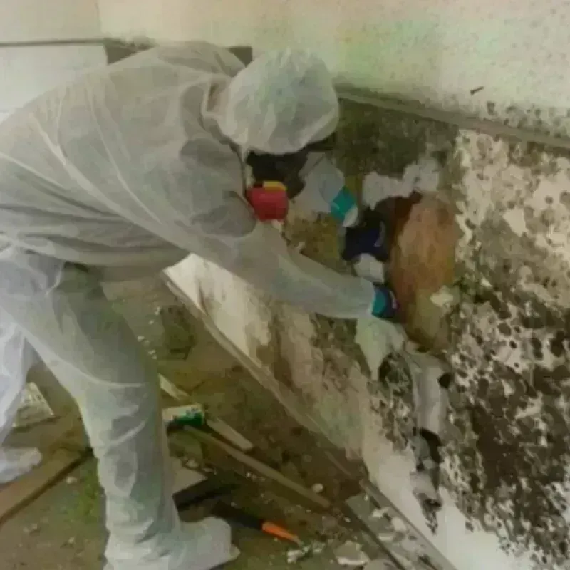 Mold Remediation and Removal in Locust Grove, OK